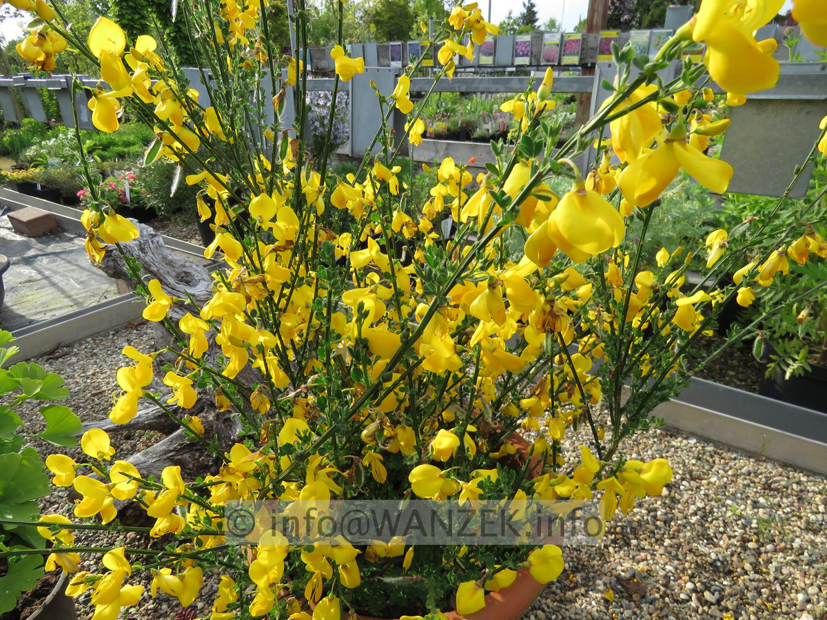 Cytisus scoparius Luna 01.JPG